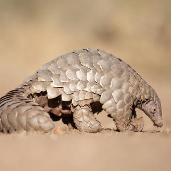 Pangolin Pangolin