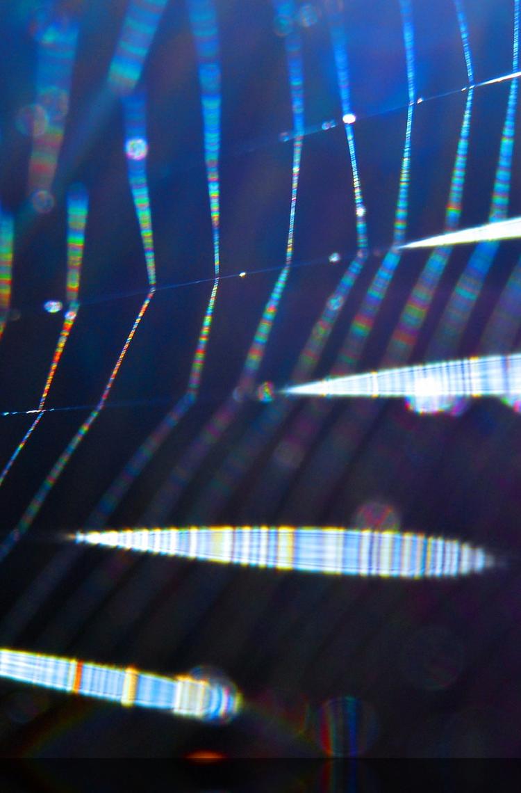 Spider-silk-AMsilk-materials-innovation Spider-silk-AMsilk-materials-innovation